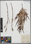 Foto von Salix viminalis L.